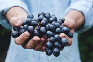 Handful of Grapes from Italian Countryside