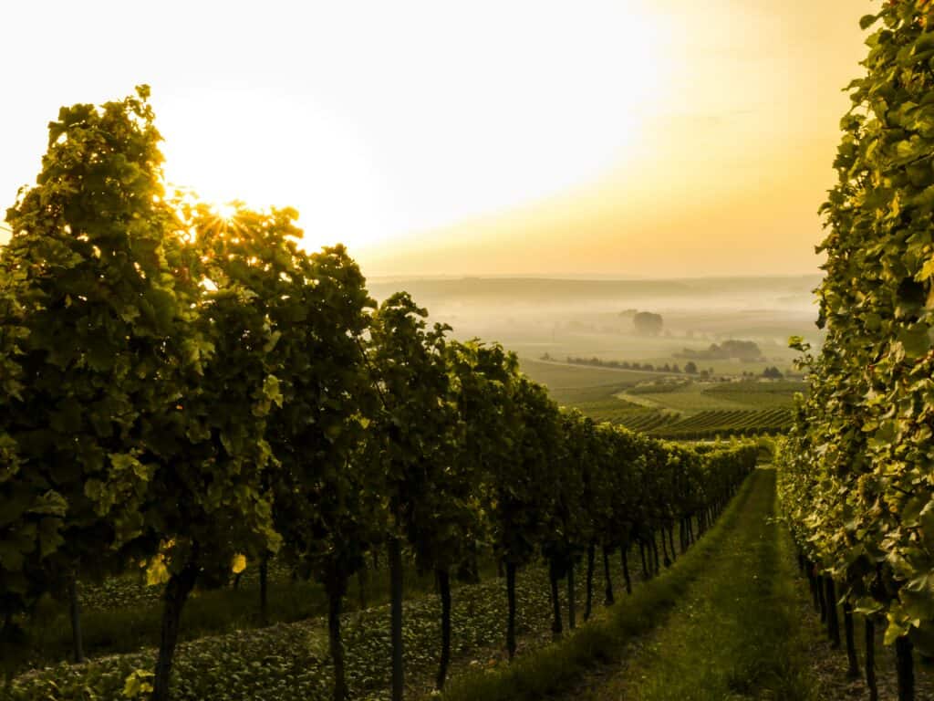 vineyard-sunset